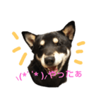 豆柴 あずき君 2（個別スタンプ：3）
