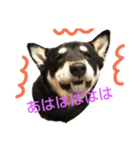 豆柴 あずき君 2（個別スタンプ：5）