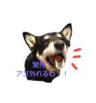 豆柴 あずき君 2（個別スタンプ：6）