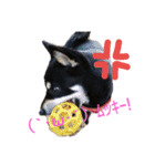 豆柴 あずき君 2（個別スタンプ：13）