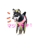 豆柴 あずき君 2（個別スタンプ：19）