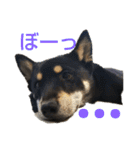 豆柴 あずき君 2（個別スタンプ：22）