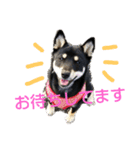 豆柴 あずき君 2（個別スタンプ：24）