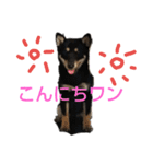 豆柴 あずき君 2（個別スタンプ：26）