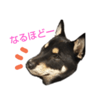 豆柴 あずき君 2（個別スタンプ：31）