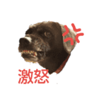 ナナ犬（個別スタンプ：2）