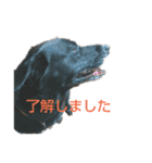 ナナ犬（個別スタンプ：3）