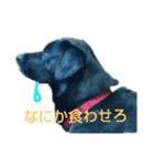 ナナ犬（個別スタンプ：4）