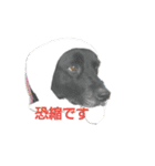 ナナ犬（個別スタンプ：5）
