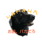 ナナ犬（個別スタンプ：8）