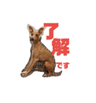 イタグレくぅ（個別スタンプ：4）