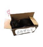 黒猫のこーちゃん（個別スタンプ：1）