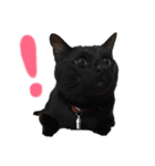 黒猫のこーちゃん（個別スタンプ：2）