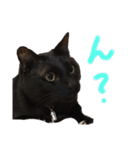 黒猫のこーちゃん（個別スタンプ：4）