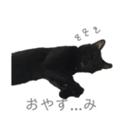 黒猫のこーちゃん（個別スタンプ：12）
