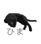 黒猫のこーちゃん（個別スタンプ：13）