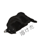 黒猫のこーちゃん（個別スタンプ：14）