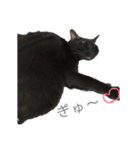 黒猫のこーちゃん（個別スタンプ：16）