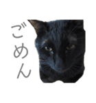 黒猫のこーちゃん（個別スタンプ：18）