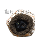 黒猫のこーちゃん（個別スタンプ：19）