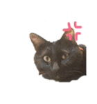 黒猫のこーちゃん（個別スタンプ：20）