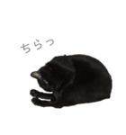 黒猫のこーちゃん（個別スタンプ：23）