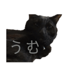 黒猫のこーちゃん（個別スタンプ：28）