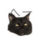 黒猫のこーちゃん（個別スタンプ：31）