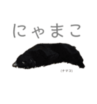 黒猫のこーちゃん（個別スタンプ：32）