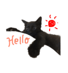 黒猫のこーちゃん（個別スタンプ：34）