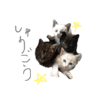 黒猫のこーちゃん（個別スタンプ：35）