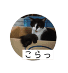 黒猫のこーちゃん（個別スタンプ：37）