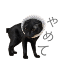 黒猫のこーちゃん（個別スタンプ：40）