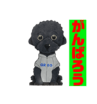 オレオ自称トイプードルのスタンプです。3（個別スタンプ：5）