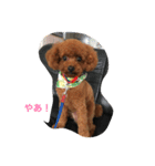 トイプードルのふぁどくん（個別スタンプ：1）