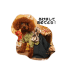 トイプードルのふぁどくん（個別スタンプ：8）