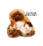 トイプードルのふぁどくん（個別スタンプ：10）