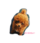 トイプードルのふぁどくん（個別スタンプ：15）