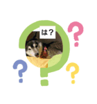 dogsshibanana（個別スタンプ：1）