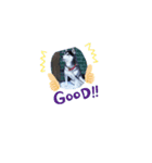 dogsshibanana（個別スタンプ：3）