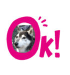 dogsshibanana（個別スタンプ：4）
