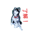 dogsshibanana（個別スタンプ：6）