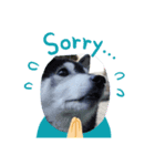 dogsshibanana（個別スタンプ：7）