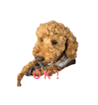犬のゴン太スタンプ（個別スタンプ：1）