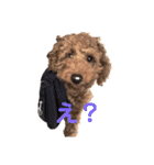 犬のゴン太スタンプ（個別スタンプ：2）