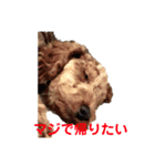 犬のゴン太スタンプ（個別スタンプ：7）