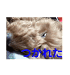 犬のゴン太スタンプ（個別スタンプ：8）