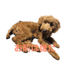 犬のゴン太スタンプ（個別スタンプ：9）