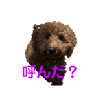 犬のゴン太スタンプ（個別スタンプ：10）