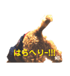 犬のゴン太スタンプ（個別スタンプ：11）